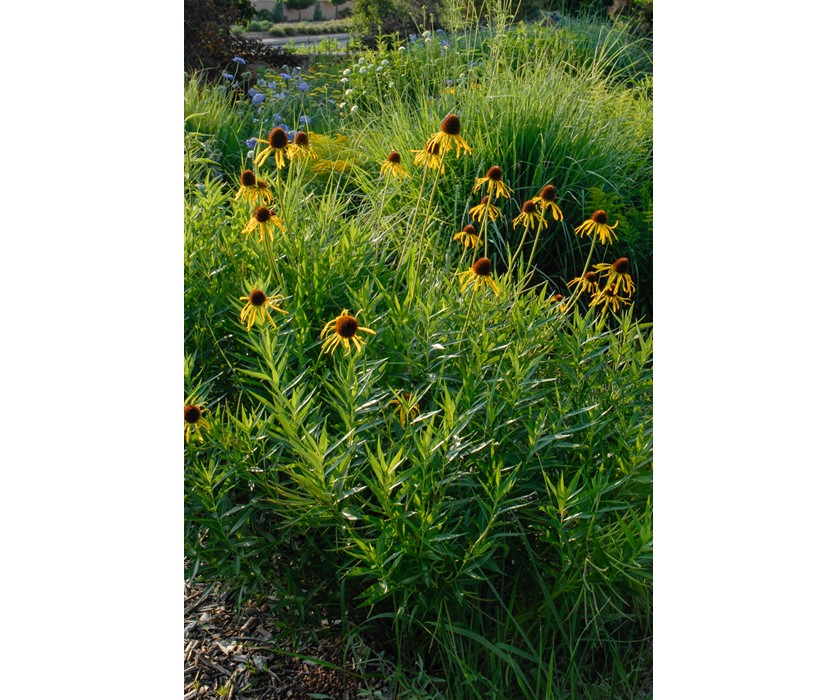 Yellow Coneflower